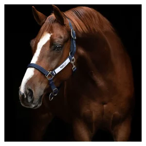 Amigo Fieldsafe Headcollar Grime